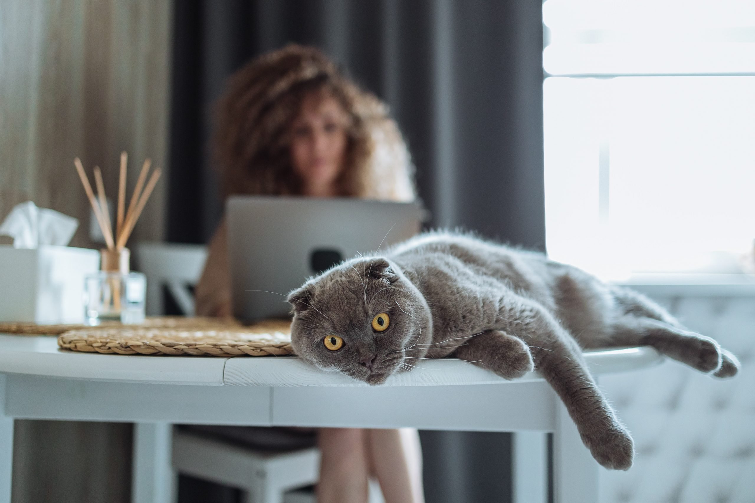 Clinical Signs Of Congestive Heart Failure In Dogs And Cats - Cardiac ...